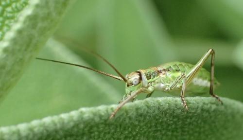 Ephippiger diurnus diurnus